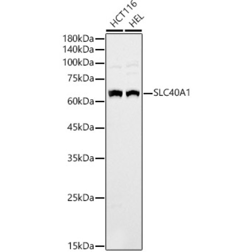 SLC40A1 Rabbit pAb