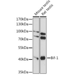 Bif-1 Rabbit pAb