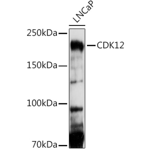CDK12 Rabbit pAb