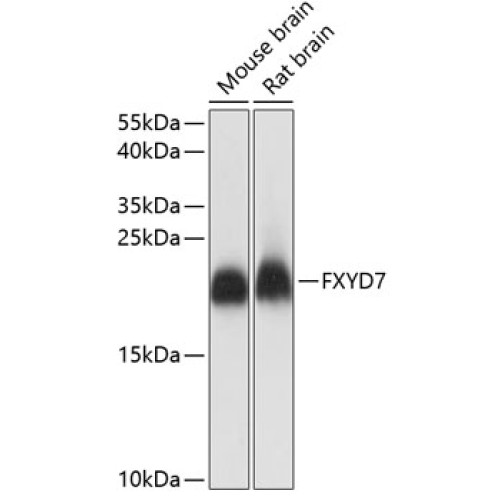 FXYD7 Rabbit pAb