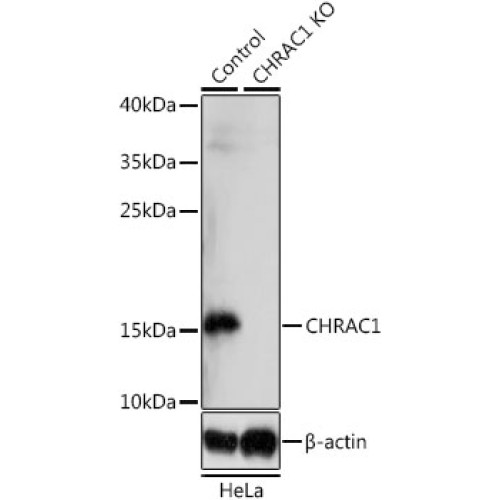 [KO Validated] CHRAC1 Rabbit pAb
