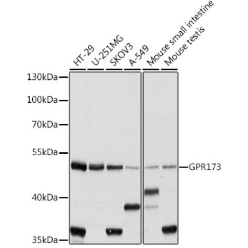 GPR173 Rabbit pAb