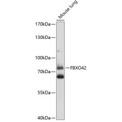 FBXO42 Rabbit pAb