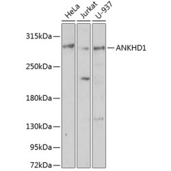 ANKHD1 Rabbit pAb