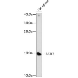 BATF3 Rabbit pAb