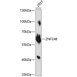 ZNF248 Rabbit pAb