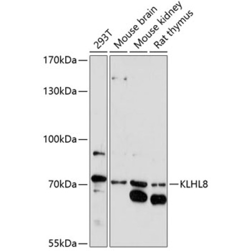 KLHL8 Rabbit pAb