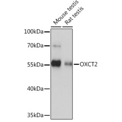 OXCT2 Rabbit pAb