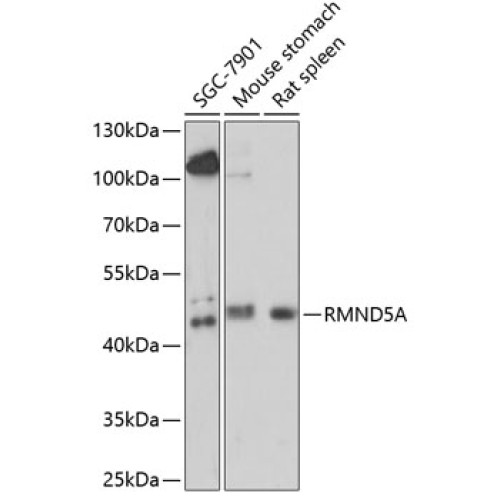 RMND5A Rabbit pAb
