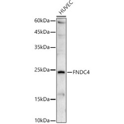 FNDC4 Rabbit pAb