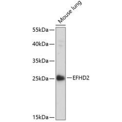 EFHD2 Rabbit pAb