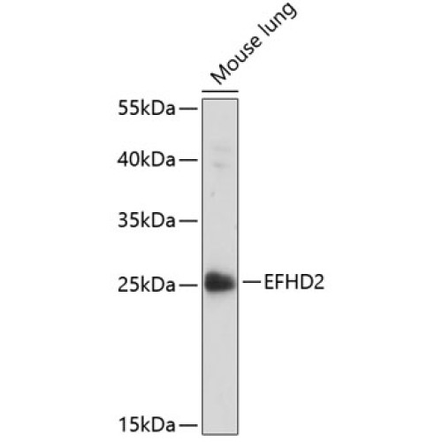 EFHD2 Rabbit pAb