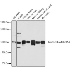 GluR4/GluA4/GRIA4 Rabbit pAb