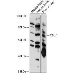 CBLL1 Rabbit pAb