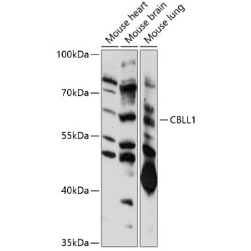 CBLL1 Rabbit pAb