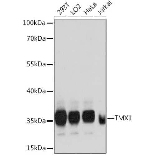 TMX1 Rabbit pAb