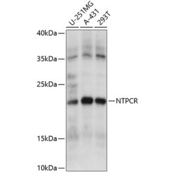NTPCR Rabbit pAb