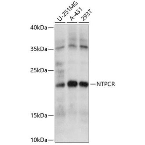 NTPCR Rabbit pAb