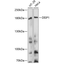 DISP1 Rabbit pAb