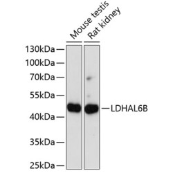 LDHAL6B Rabbit pAb
