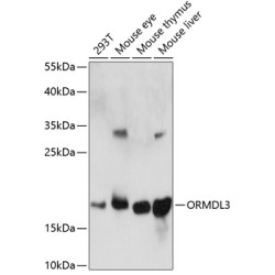 ORMDL3 Rabbit pAb