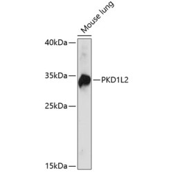 PKD1L2 Rabbit pAb