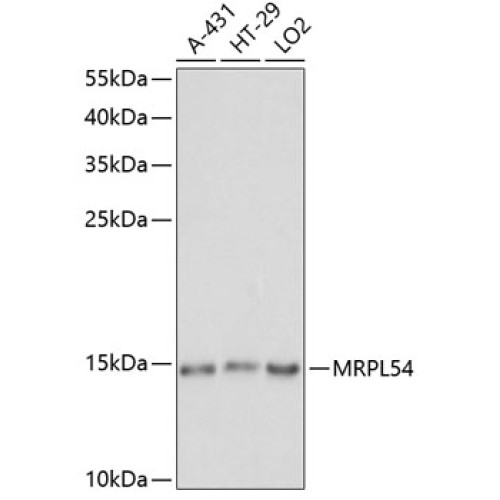MRPL54 Rabbit pAb