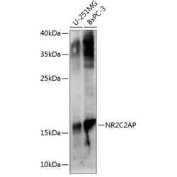 NR2C2AP Rabbit pAb