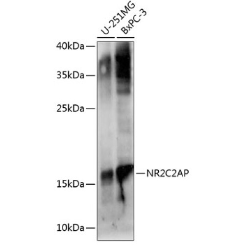 NR2C2AP Rabbit pAb