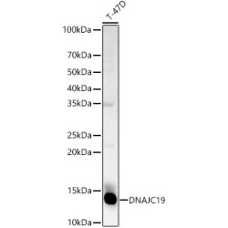 DNAJC19 Rabbit pAb