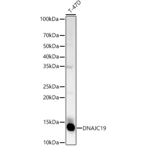 DNAJC19 Rabbit pAb