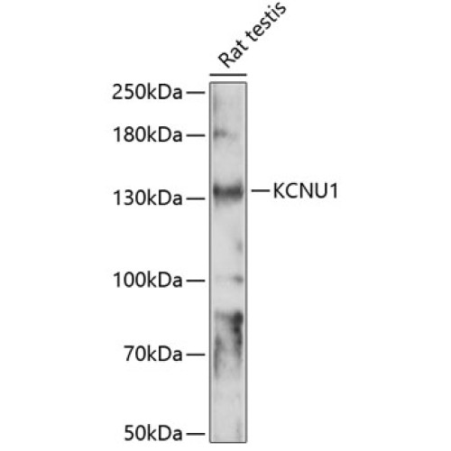 KCNU1 Rabbit pAb