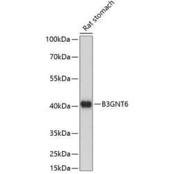 B3GNT6 Rabbit pAb
