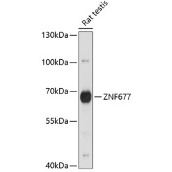 ZNF677 Rabbit pAb