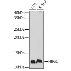 HBG1 Rabbit pAb