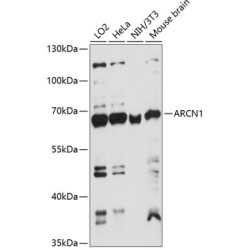 ARCN1 Rabbit pAb