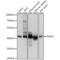 PDHA2 Rabbit pAb