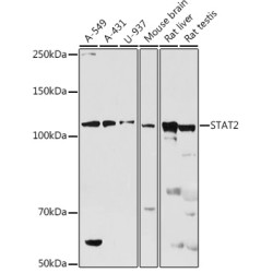STAT2 Rabbit pAb