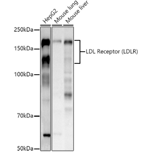 LDL Receptor (LDLR) Rabbit pAb