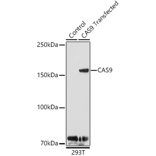 CAS9 Rabbit pAb