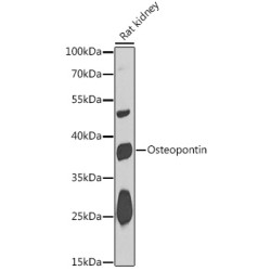 Osteopontin Rabbit pAb