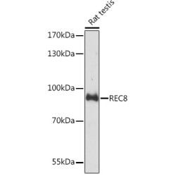 REC8 Rabbit pAb