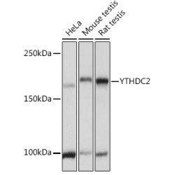 YTHDC2 Rabbit pAb