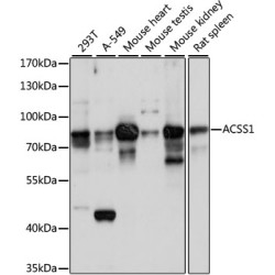 ACSS1 Rabbit pAb