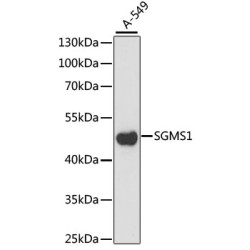 SGMS1 Rabbit pAb