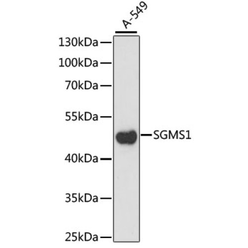 SGMS1 Rabbit pAb