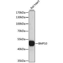 BMP10 Rabbit pAb
