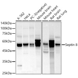 Septin 8 Rabbit pAb