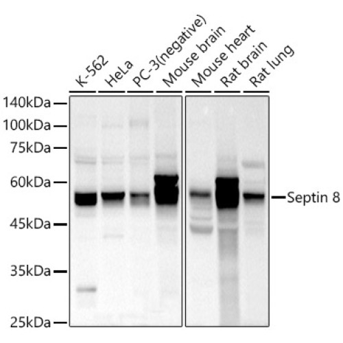 Septin 8 Rabbit pAb