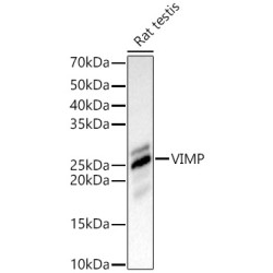 VIMP Rabbit pAb